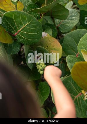 Die Hand greift nach Seeräuben nach Regen in tropischer Umgebung Stockfoto