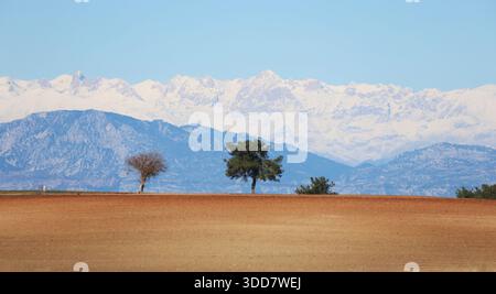 Bäume auf einem riesigen braunen Feld mit schneebedeckten Bergen im Hintergrund. Stockfoto