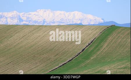 Landschaftlich reizvolle Landschaft mit grünen Weizensämlingen auf sanften Hügeln mit schneebedeckten Bergen im Hintergrund Stockfoto