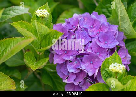 Hortensie Macrophylla Blüte mit tiefvioletten Blüten, die zwischen grünen Blättern und gelben Knospen auftauchen. Weiches Tageslicht und üppige Gartendetails. Stockfoto