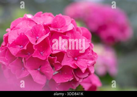 Leuchtend rosa Hortensie Makrophylla Blumenkopf in Nahaufnahme vor einem glatten, verschwommenen Hintergrund, der satte Farben, zarte Blütenblätter und hervorhebt Stockfoto