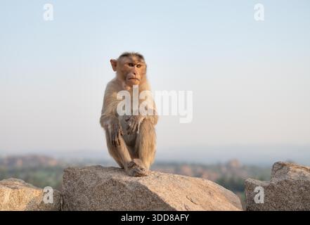 Berbermakaken, Rhesusaffen auf einem Felsen, Tierwelt und Umwelt in Indien, Dschungel und Regenwaldtiere am Boulder in Hampi Stockfoto