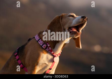 Beagle-Hundeporträt mit lustigen und süßen Ausdrücken aus nächster Nähe Stockfoto