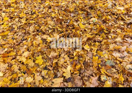 Ein Stück Land, das vollständig mit gelbem Ahornlaub bedeckt ist, im Park nach dem Fall der Blätter, eine große Anzahl von herbstlich gefallenen Blättern vollständig c Stockfoto