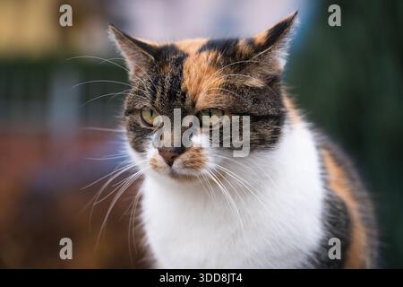Nahaufnahme einer Hauskatze mit weißem, grauem und braunem Fell Stockfoto