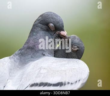 Intimes Porträt von zwei feralen Tauben (Columba Livia), die sich mit den Köpfen berühren, die Augen geschlossen und die Federn gefluckt haben. Stockfoto