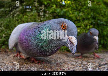 Lustige, extreme Fischaugenaufnahme einer Feral Pigeon (Columba Livia), die in das Kameraobjektiv starrt und schillernde Nackenfedern zeigt. Stockfoto