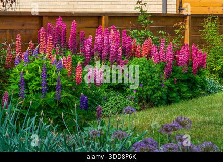 Ein wunderschöner Blumengarten mit einer hervorragenden Ansammlung von bunten Lupinen und einer Vielzahl anderer Pflanzen und Blumen. Stockfoto