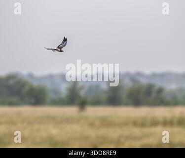 Ein Weißaugenbussard in einem Flug auf Gras Stockfoto
