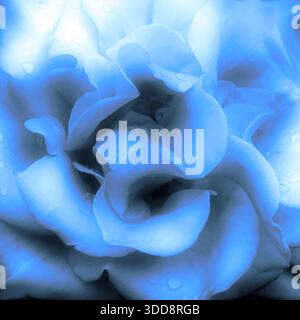 Blue Rose Close-Up Makro: Weiche Blütenblätter, Zarte Textur, Ruhige Stimmung, Intime Schönheit Stockfoto