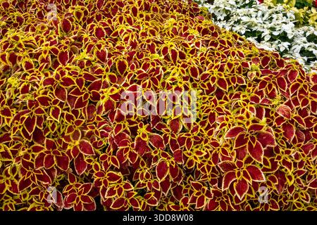 Coleus blühende Pflanzen, coleus scutellariodes, Plaza de Espana, Teneriffa Stockfoto