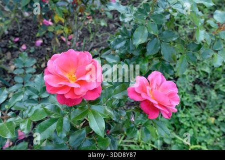 Italien, Rom, Aventine Hill, Roseto Comunale, städtischer Rosengarten, Rose aus nächster Nähe Stockfoto
