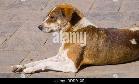 Brauner und weißer Straßenhund, der sich in der Sonne auf einem Steinpflaster entspannt. Stockfoto