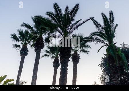 Drei große Palmen vor klarem blauem Himmel schaffen eine ruhige tropische Szene Stockfoto