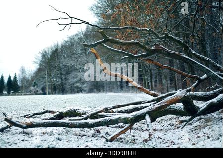 Ein großer, leicht mit Schnee bedeckter, gefallener Baumzweig liegt nach einem Wintersturm auf gefrorenem Boden in einem offenen Feld nahe dem Rand eines Waldes. Stockfoto