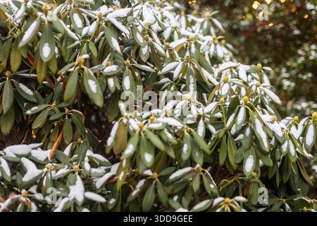 Nahaufnahme grüner Rhododendron-Blätter, die mit frischem weißem Schnee bedeckt sind. Ein dichter, immergrüner Busch mit dicken grünen Blättern, stark mit Schnee bestaubt. Weicher Bok Stockfoto