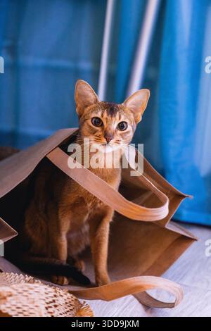 Katze zu Hause Stockfoto