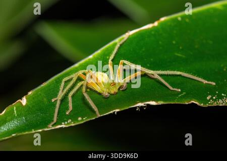 Eine wunderschöne männliche männliche grüne Baumjägerspinne (Olios auricomis), auch Sansibar Olios Huntsman Spider genannt, in einem Küstenwald Stockfoto