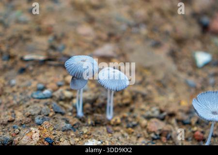 Nahaufnahme empfindlicher Pilze, die auf erdbem Waldboden wachsen Stockfoto