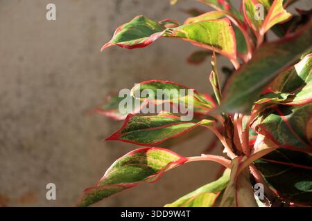 Eine künstlerische Makroaufnahme einer Aglaonema-Pflanze mit üppig grünen Blättern mit auffälligen roten und rosa Kanten. Das warme Sonnenlicht sorgt für ein wunderschönes Spiel Stockfoto