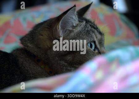 Ein Nahprofil einer Tabbykatze, die bequem zwischen bunten Decken liegt. Die sanfte Beleuchtung unterstreicht den sanften Blick und die komplizierten Muster Stockfoto