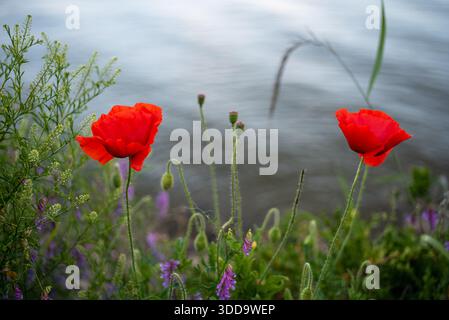 Zwei leuchtend rote Mohnblumen in einer natürlichen Umgebung an einem ruhigen Gewässer. Stockfoto