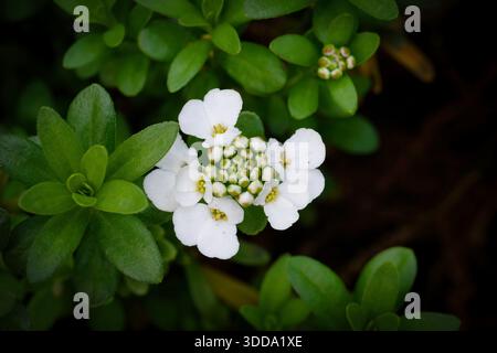 Zarte weiße Candytuft-Blüten im Frühling. Makroaufnahme mit leuchtend grünen Blättern, die auf die komplizierte Blumenstruktur fokussiert sind. Natur pur Stockfoto