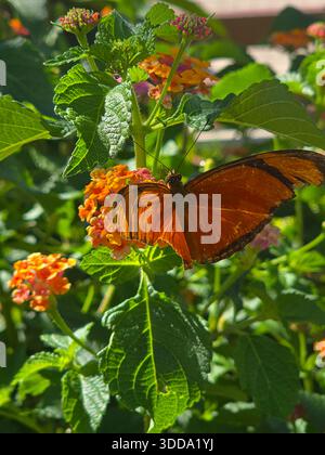 Ein Monarchschmetterling mit schwarzkantigen Flügeln ruht auf farbenfrohen lantana-Blüten, umgeben von üppigem grünem Laub unter dem intensiven Sonnenlicht. Ein lebendiger Stockfoto