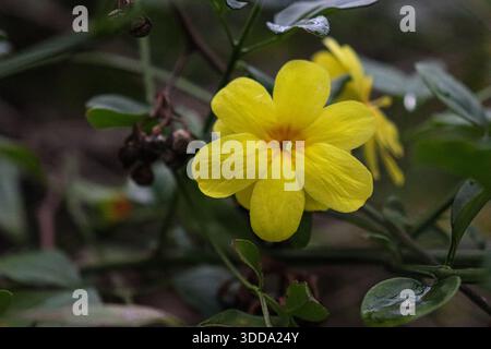 Eine sechsblättrige gelbe Jasminblüte (*Jasminum mesnyi*) erblüht zwischen dunkelgrünen Blättern. Kleine Wassertröpfchen ruhen auf dem Laub Stockfoto