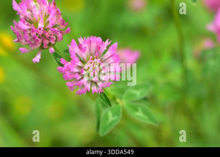 Detail des Rotklee-Trifolium-pratense-Cluster-Blumenkopfes. Lage: Puhoi Neuseeland Stockfoto