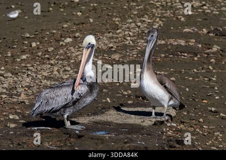 Ein Paar Braunpelikane (Pelecanus occidentalis), die an Land in den Bolsa Chica Feuchtgebieten in Huntington Beach, Kalifornien, stehen. Stockfoto
