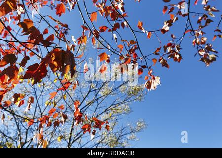 Rote Herbstblätter, Ahornblätter (Acer), sonniges Herbstwetter, blauer Himmel, Blick nach oben, Indian Summer, Maine, New England, USA Stockfoto