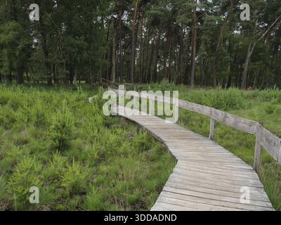 Ein Holzweg schlängelt sich durch eine dichte, grüne Waldlandschaft in Wesel, Deutschland Stockfoto