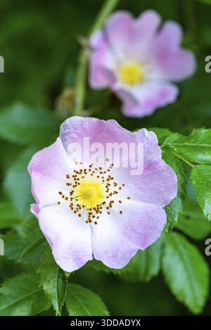 Nahaufnahme der rosa Blume einer Hunderose (Rosa canina) vor grünem Laub, Deutschland Stockfoto