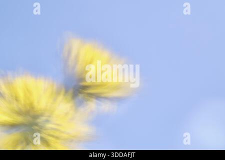 Herbstlöwenzahn (Scorzoneroides autumnalis), Kempen, Nordrhein-Westfalen, Deutschland Stockfoto