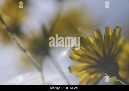 Herbstlöwenzahn (Scorzoneroides autumnalis), Kempen, Nordrhein-Westfalen, Deutschland Stockfoto
