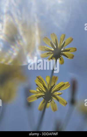 Herbstlöwenzahn (Scorzoneroides autumnalis), Kempen, Nordrhein-Westfalen, Deutschland Stockfoto