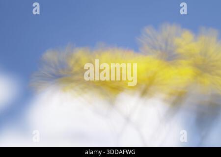 Herbstlöwenzahn (Scorzoneroides autumnalis), Kempen, Nordrhein-Westfalen, Deutschland Stockfoto