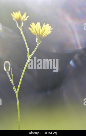 Herbstlöwenzahn (Scorzoneroides autumnalis), Kempen, Nordrhein-Westfalen, Deutschland Stockfoto