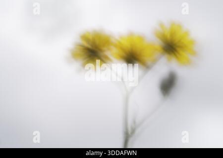 Herbstlöwenzahn (Scorzoneroides autumnalis), Kempen, Nordrhein-Westfalen, Deutschland Stockfoto