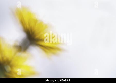 Herbstlöwenzahn (Scorzoneroides autumnalis), Kempen, Nordrhein-Westfalen, Deutschland Stockfoto