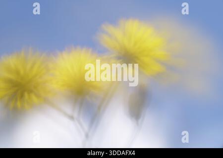 Herbstlöwenzahn (Scorzoneroides autumnalis), Kempen, Nordrhein-Westfalen, Deutschland Stockfoto