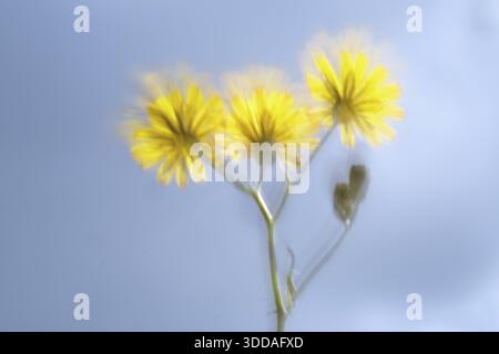 Herbstlöwenzahn (Scorzoneroides autumnalis), Kempen, Nordrhein-Westfalen, Deutschland Stockfoto