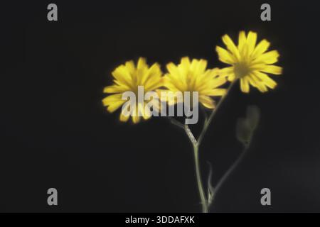Herbstlöwenzahn (Scorzoneroides autumnalis), Kempen, Nordrhein-Westfalen, Deutschland Stockfoto