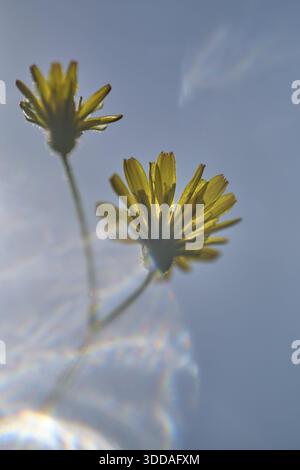 Herbstlöwenzahn (Scorzoneroides autumnalis), Kempen, Nordrhein-Westfalen, Deutschland Stockfoto