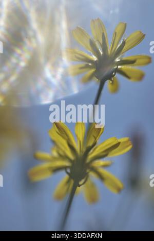 Herbstlöwenzahn (Scorzoneroides autumnalis), Kempen, Nordrhein-Westfalen, Deutschland Stockfoto