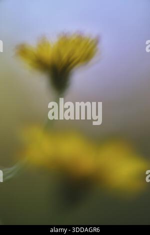 Herbstlöwenzahn (Scorzoneroides autumnalis), Kempen, Nordrhein-Westfalen, Deutschland Stockfoto