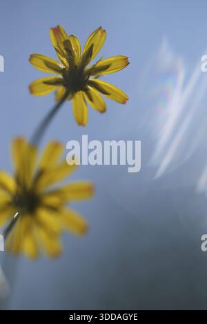 Herbstlöwenzahn (Scorzoneroides autumnalis), Kempen, Nordrhein-Westfalen, Deutschland Stockfoto