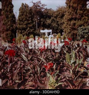 Slawjansk, Ukraine, UdSSR, 1980er Jahre Malerische Aussicht auf üppige Blumenbeete im Landschaftspark des Kurortes Slavkurort. Ein Bild hebt den Kontrast zwischen silbrigen, staubigen Mühlenpflanzen und knallroten Salviblüten hervor, die vor einem weißen Steinbrunnen und gepflegten Thuja-Bäumen stehen. Das andere Foto zeigt hohe Canna-Lilien mit dunklem Bronzebaub und roten Blüten. Diese Archivbilder erfassen die akribische Landschaftsgestaltung und die botanische Vielfalt des sowjetischen Sanatoriums an einem sonnigen Sommertag. Stockfoto
