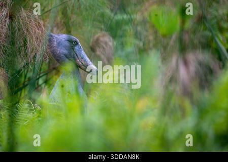Shoebill (Balaeniceps rex), auch bekannt als der Walkopfstorch, Walebill und Schuhschnabelstorch im Mabamba Sumpf Uganda Stockfoto